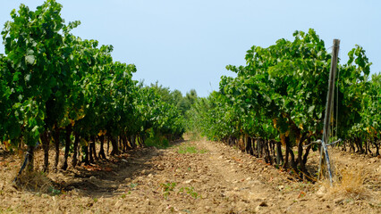 Fototapeta na wymiar Vineyard in a field, Provence