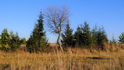 trees in the field