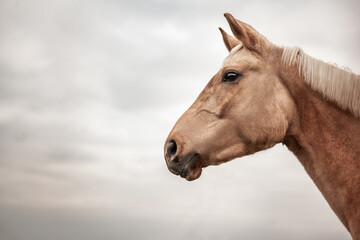 Obraz na płótnie Canvas Close-up portrait of a brown horse in profile against the sky