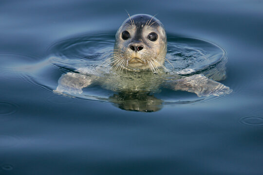 Common Seal (Phoca vitulina) portrait of adult swimming on water surface, North Sea, Germany
