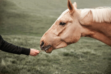 Woman feeding horse with hay, holding grass in hand