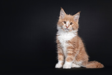 Majestic creme white Maine Coon cat kitten, sitting side ways. Looking to lens. Isolated on black background.