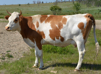 Fototapeta na wymiar Simply cow in a field