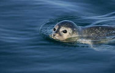 Common Seal (Phoca vitulina) portrait of adult swimming on water surface, North Sea, Germany
