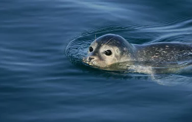 Gordijnen Common Seal (Phoca vitulina) portrait of adult swimming on water surface, North Sea, Germany © Martin Grimm