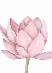 Delicate semi-open pink lotus flower isolated on white background