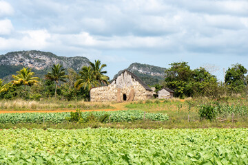 Fototapeta na wymiar Tabacco farm with a house in the background, Viñales cuba