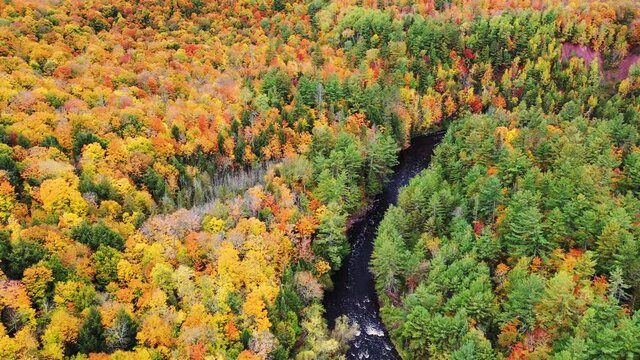Incredible aerial flying down the Bad River towards a horseshoe shaped river bend with colorful fall foliage lining the river banks in autumn at Copper Falls park in Mellen, Wisconsin.