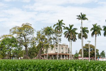 Fototapeta na wymiar palm trees in the village of island, Campo Hermoso, Cuba