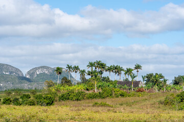 landscape with trees and clouds, San Andrés, Cuba 