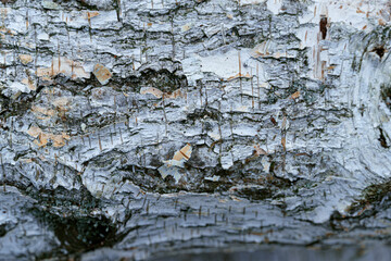 pile of birch wood, close view of bark for texture or background