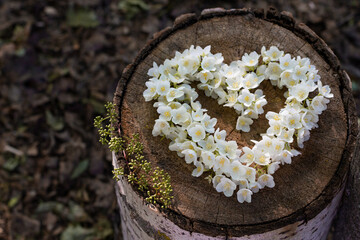 The shape of the heart of white flowers on the tree's saw