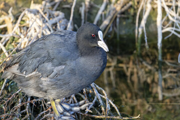 Foulque macroule (Fulica atra) dans un ruisseau près de la Conque à Mèze dans l'Hérault -...