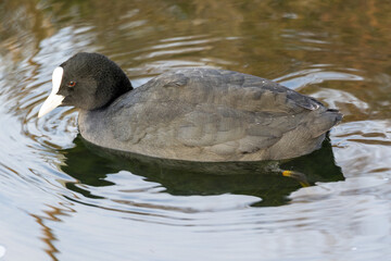 Foulque macroule (Fulica atra) dans un ruisseau près de la Conque à Mèze dans l'Hérault -...