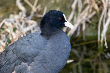 Foulque macroule (Fulica atra) dans un ruisseau près de la Conque à Mèze dans l'Hérault - région Occitanie