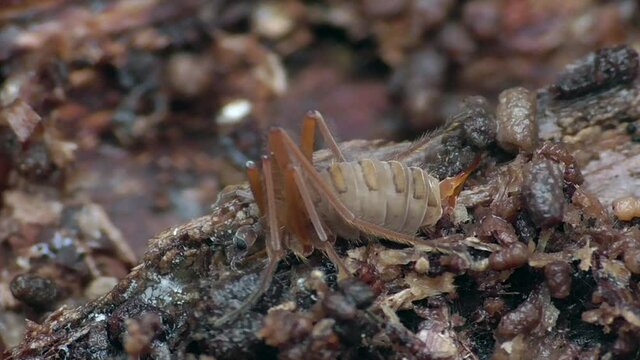 Larve der Wiesenschnake