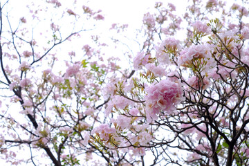 Pink trumpet tree (Tabebuia rosea), The beauty of pink flowers that are blooming at season