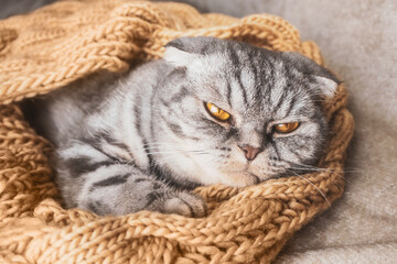 Fototapeta na wymiar The gray Scottish fold cat sleeps wrapped in a warm beige scarf. Cozy cute warm home concept with a pet.