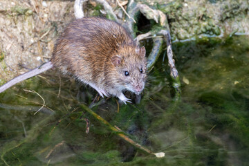 Rat des champs dans un ruisseau près de la Conque à Mèze dans l'Hérault en région Occitanie