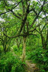 Fototapeta na wymiar Rain forest of Ilet Coco on Reunion Island in the Indian Ocean