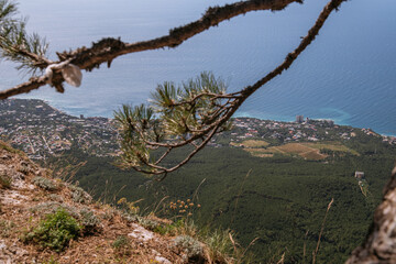 pine tree in the mountains