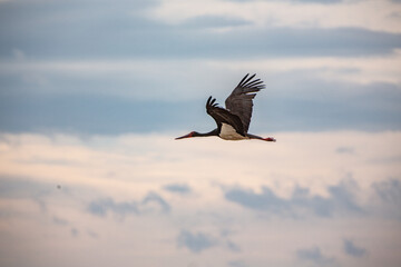 Fototapeta na wymiar Stork in the sky
