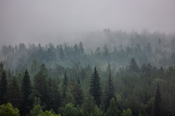 Fog in the forest