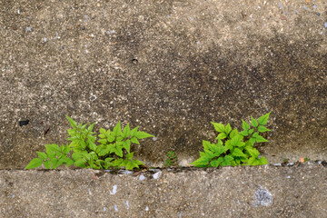green plant growth on concrete street floor
