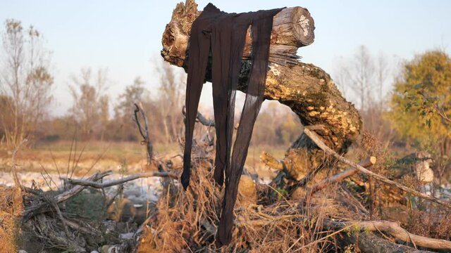 A pair of isolated black pantyhose on trunk along Brembo river.
