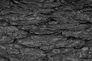 black bark of tree texture