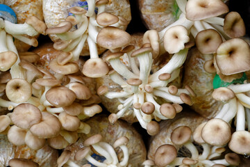 organic oyster mushrooms ( pleurotus ostreatus ) cultivation in the farm at Thailand