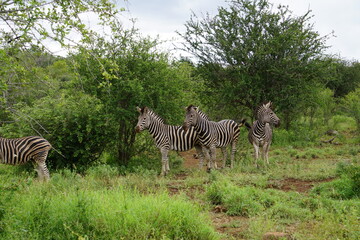 Fototapeta na wymiar Zebra Herde im Kruger Nationalpark