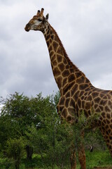 Große Giraffe im Kruger Nationalpark