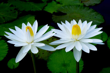 white lotus blooming in the pond