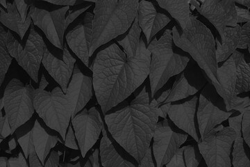 black leaf of bush texture, natural background