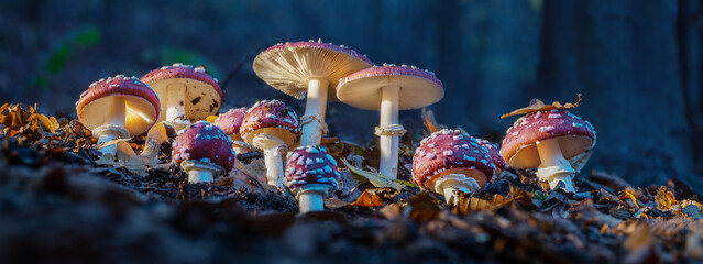 Fly agarics glow in the soft evening light. Panoramic image.