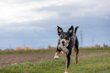 appenzeller dog running very fast through the countryside