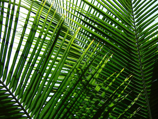 green coconut leaf on white background