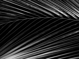 Obraz premium black and white coconut leaf with light and shadow