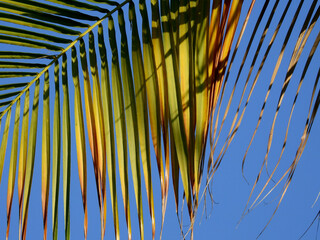 colorful autumn palm leaf with blue sky background