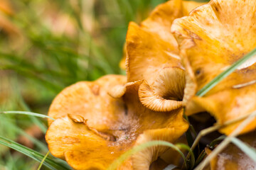 Wooden mushroom in the wild and forest, big edible mushroom