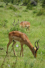 Naklejka na ściany i meble Impalla im Kruger Nationalpark