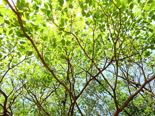 tree of spring season, green leaf on branch with sunlight