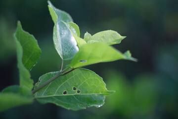 leaf with dew drops
