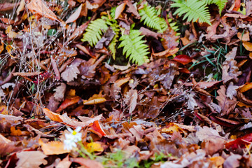 colori d'autunno