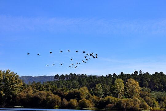flock of migratory birds flying to hot countries. Beautiful image of landscape and nature.