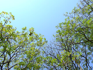 tree of spring season, green leaf on branch with sunlight