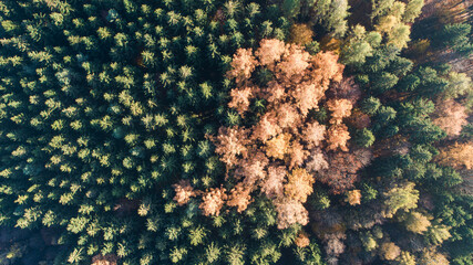 Grün undgelbe Baumspitzen