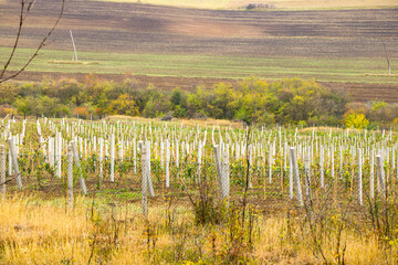 Fototapeta na wymiar Winery and wine yard in Kakheti, Georgia. Landscape of grape trees valley