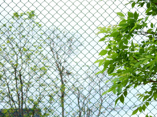 green leaf on branch with wire mesh of fence and blur of tree background